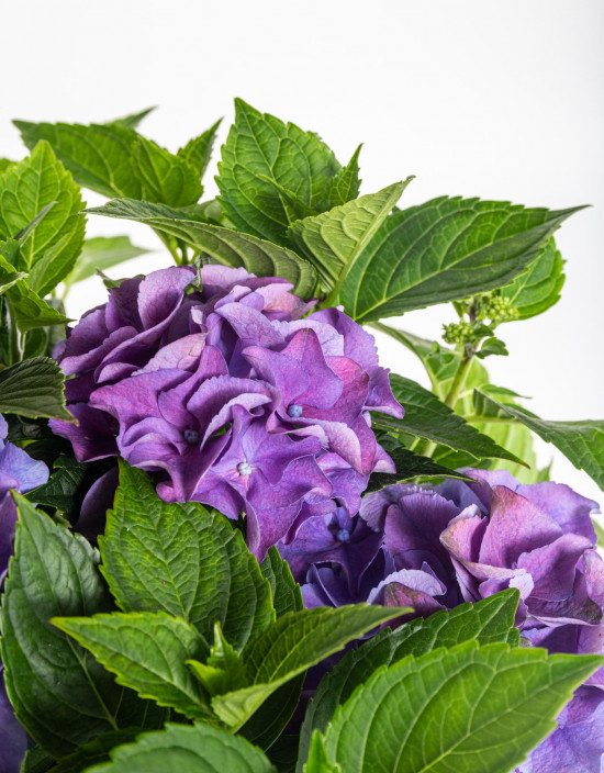 Hortenzie velkolistá, Hydrangea macrophylla, modrá, velikost kontejneru 5 l-10375