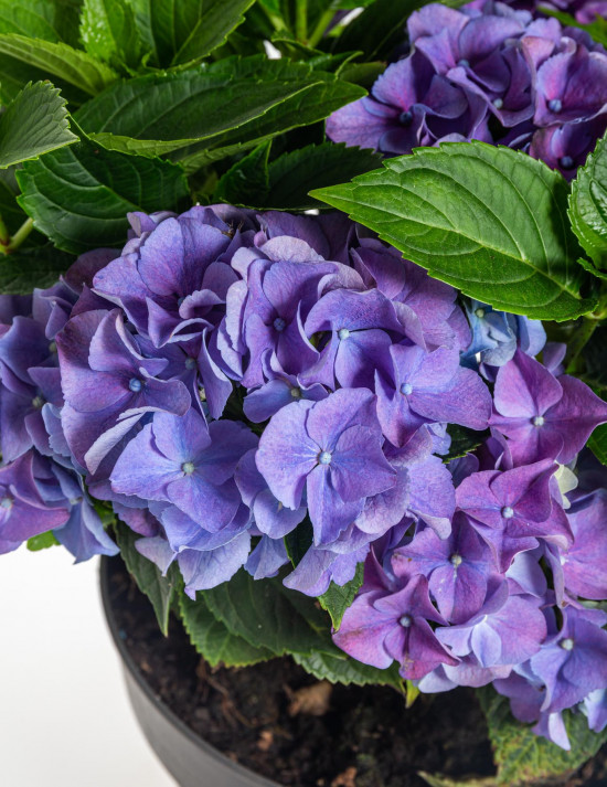 Hortenzie velkolistá, Hydrangea macrophylla, modrá, velikost kontejneru 5 l-10376