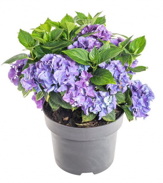 Hortenzie velkolistá, Hydrangea macrophylla, modrá, velikost kontejneru 5 l-10377