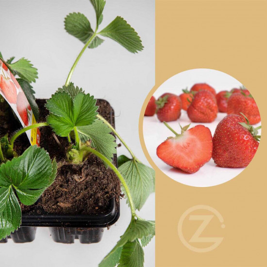 Jahodník jednouplodící, Fragaria Elsanta, balení 10 ks
