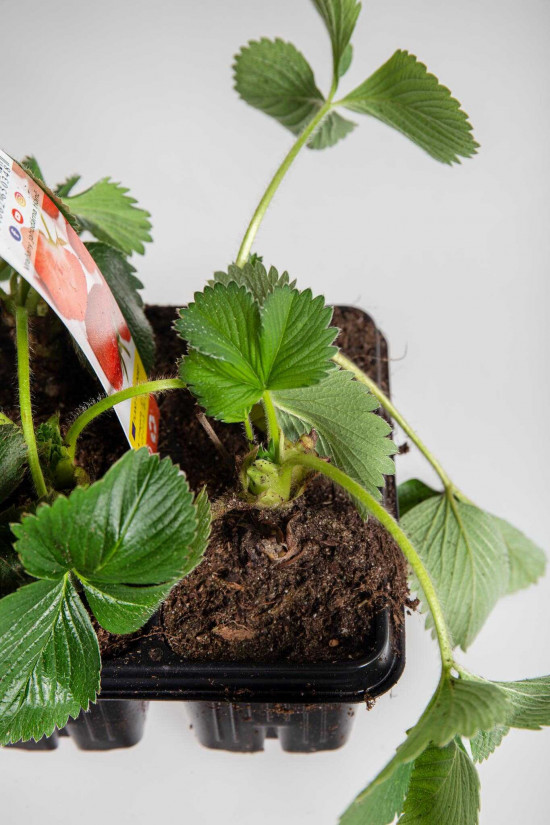 Jahodník jednouplodící, Fragaria Elsanta, balení 10 ks-24266