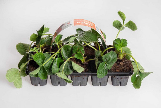 Jahodník jednouplodící, Fragaria Elsanta, balení 10 ks-24267