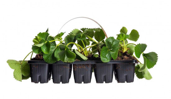 Jahodník jednouplodící, Fragaria Elsanta, balení 10 ks-24268