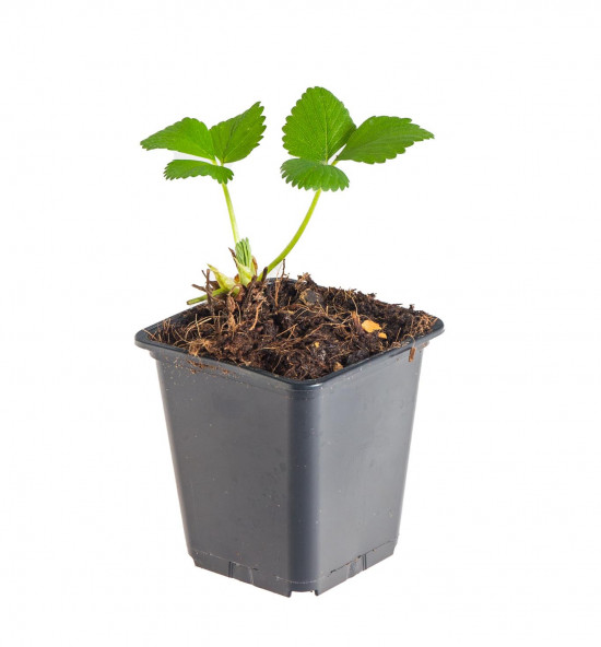 Jahodník stáleplodící, Fragaria Mara de Bois, průměr květináče 9 cm