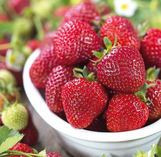 Jahodník stáleplodící, Fragaria Mara de Bois, průměr květináče 9 cm-19051
