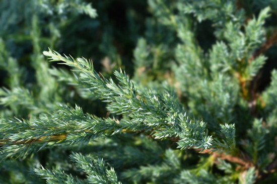 Jalovec šupinatý, Juniperus squamata Blue Carpet, velikost kontejneru 2 l-27883