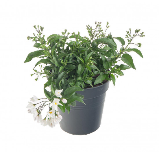 Jasmínokvětý lilek, Solanum jasminoides, bílý, průměr květináče 10 - 12 cm-8061