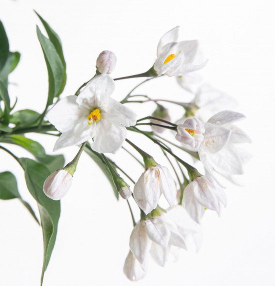 Jasmínokvětý lilek, Solanum jasminoides, bílý, průměr květináče 10 - 12 cm-8062