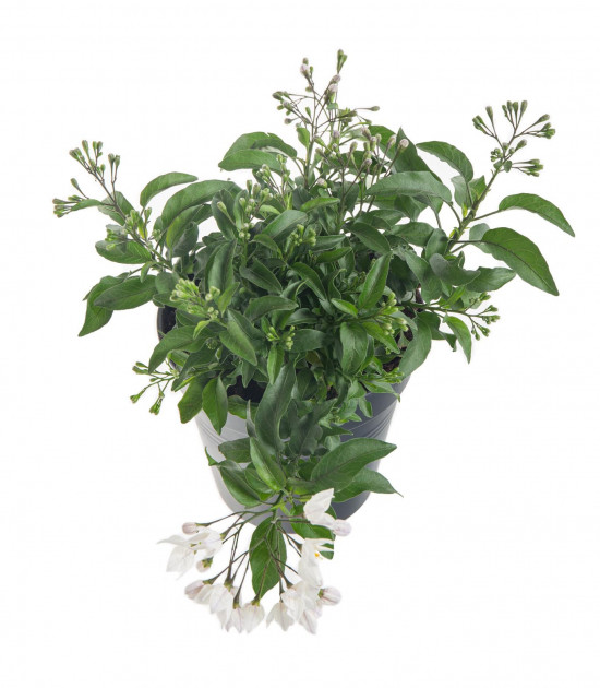 Jasmínokvětý lilek, Solanum jasminoides, bílý, průměr květináče 10 - 12 cm-8064