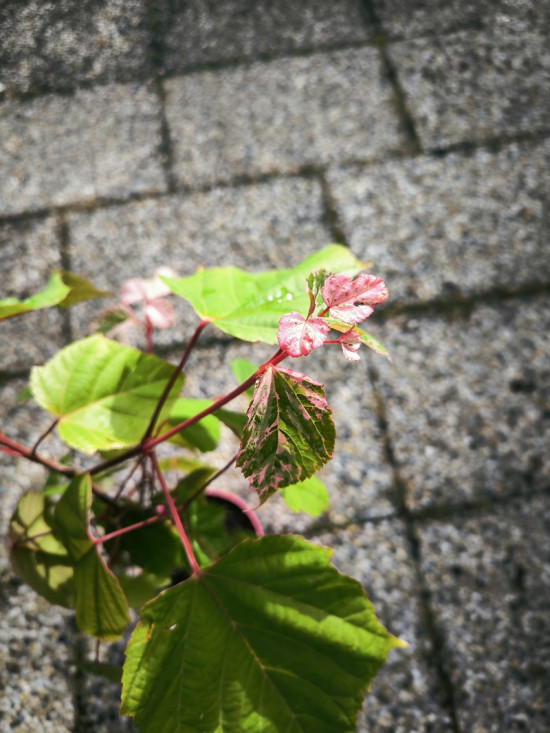 Javor hadí, Acer conspicuum Red Flamingo, velikost kontejneru 3 l-27863