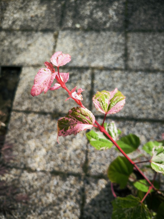 Javor hadí, Acer conspicuum Red Flamingo, velikost kontejneru 3 l-27864