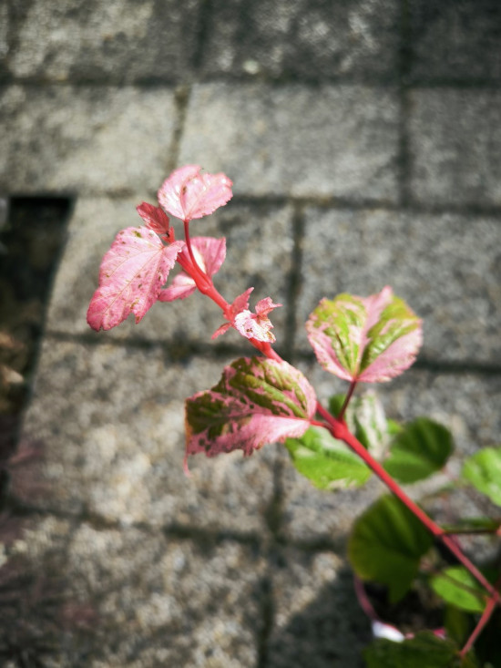 Javor hadí, Acer conspicuum Red Flamingo, velikost kontejneru 3 l-27865