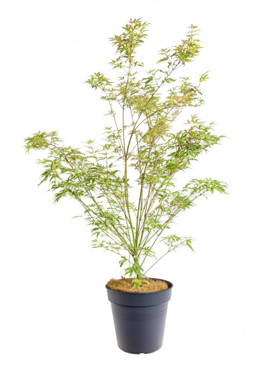 Javor japonský, Acer palmatum Butterfly, velikost kontejneru 2 l