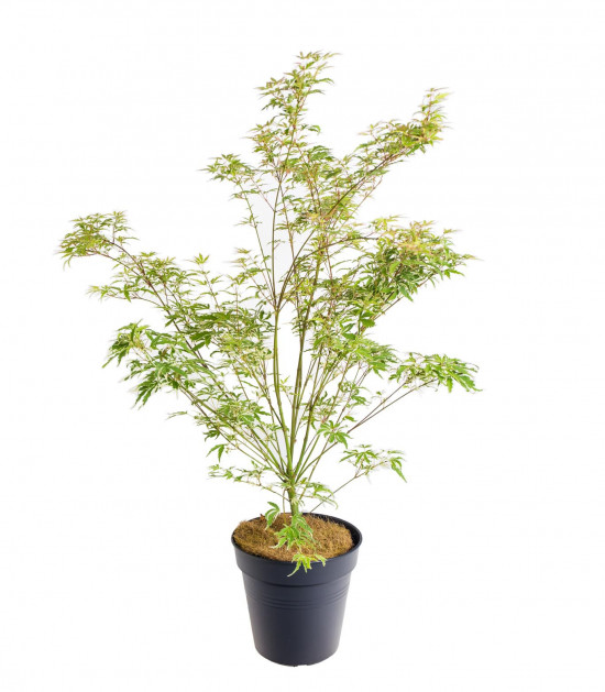 Javor japonský, Acer palmatum Butterfly, velikost kontejneru 2 l-19640