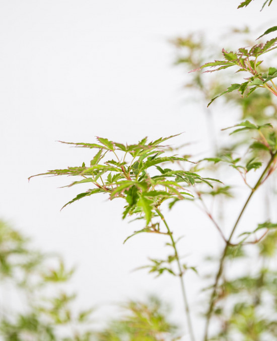 Javor japonský, Acer palmatum Butterfly, velikost kontejneru 2 l-19641