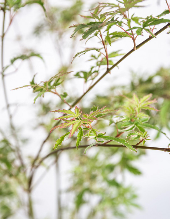 Javor japonský, Acer palmatum Butterfly, velikost kontejneru 2 l-19642