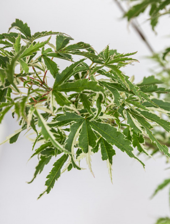 Javor japonský, Acer palmatum Butterfly, velikost kontejneru 2 l-19643