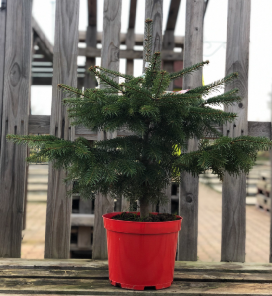 Jedle kavkazská, Abies nordmanniana, kontejnerovaný stromek, vysoká 40 - 50 cm