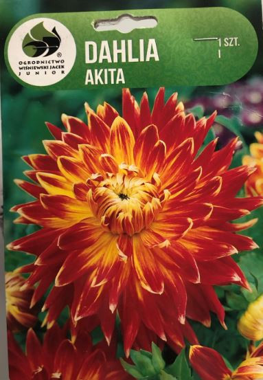 Jiřina hlíza, Dahlia Akita, červeno - žlutá, balená, 1 ks