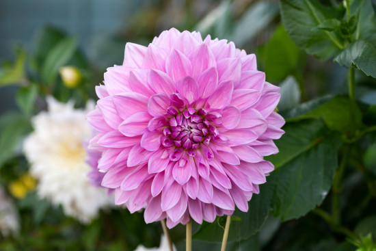 Jiřina hlíza, Dahlia Lavender Perfection, růžová, balená, 1 ks-18341