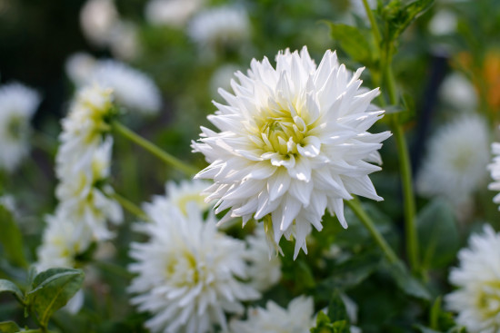Jiřina hlíza, Dahlia White Perfection, Jacek, bílá, 1 ks-18333