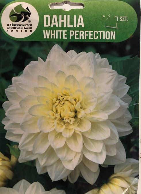 Jiřina hlíza, Dahlia White Perfection, Jacek, bílá, 1 ks