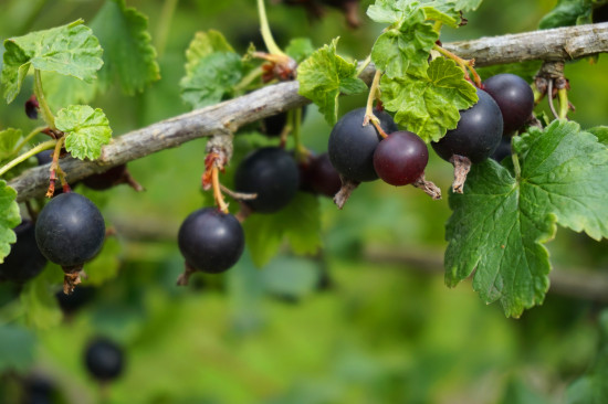 Josta, Ribes nidigrolaria Jostaberry, velikost kontejneru 1.8 l