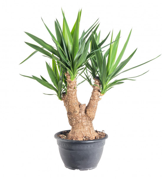 Juka pokojová, Yucca, větvená, průměr květináče 27 cm