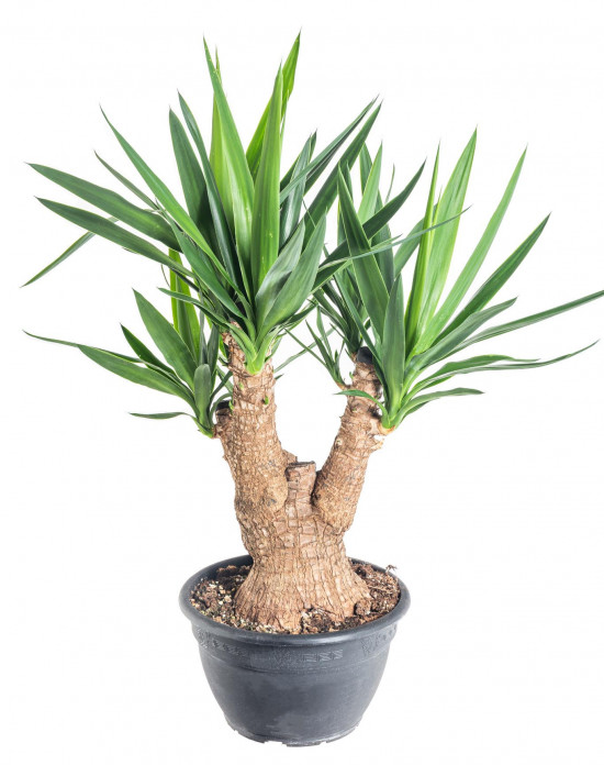 Juka pokojová, Yucca, větvená, průměr květináče 27 cm-7479