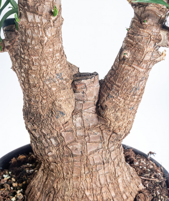 Juka pokojová, Yucca, větvená, průměr květináče 27 cm-7480