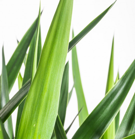 Juka pokojová, Yucca, větvená, průměr květináče 27 cm-7481