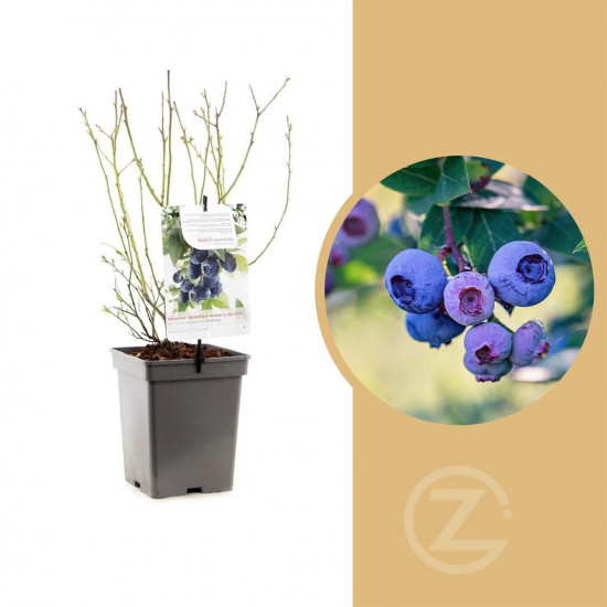 Kanadská borůvka, Vaccinium corymbosum Bluecrop, velikost kontejneru 5 l