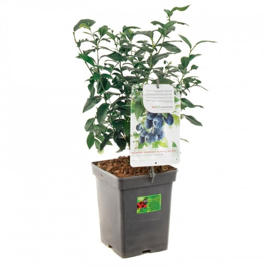 Kanadská borůvka, Vaccinium corymbosum Bluecrop, velikost kontejneru 5 l-8958