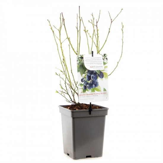 Kanadská borůvka, Vaccinium corymbosum Bluecrop, velikost kontejneru 5 l-8959
