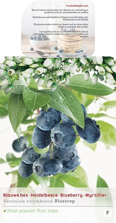 Kanadská borůvka, Vaccinium corymbosum Bluecrop, velikost kontejneru 5 l-8960