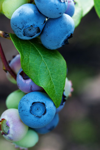 Kanadská borůvka, Vaccinium corymbosum Jersey, velikost kontejneru 5 l-24335