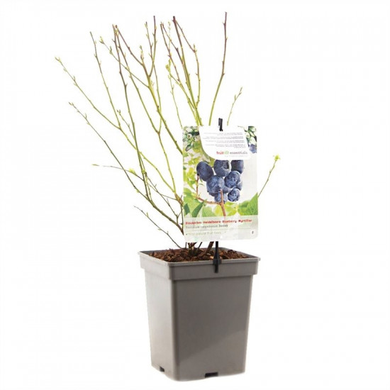 Kanadská borůvka, Vaccinium corymbosum Jersey, velikost kontejneru 5 l-8964