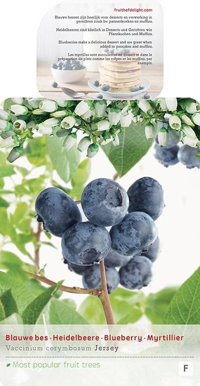 Kanadská borůvka, Vaccinium corymbosum Jersey, velikost kontejneru 5 l-8965