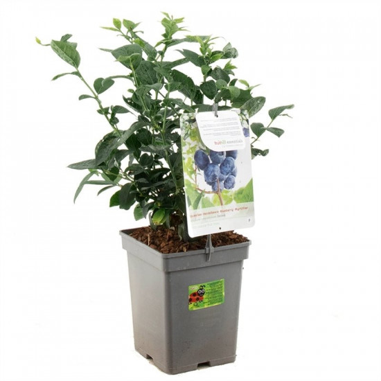 Kanadská borůvka, Vaccinium corymbosum Jersey, velikost kontejneru 5 l-8966