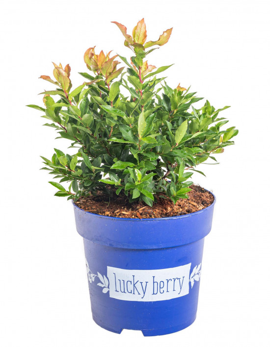 Kanadská borůvka, Vaccinium corymbosum Luckyberry, velikost kontejneru 4.6 l-12382