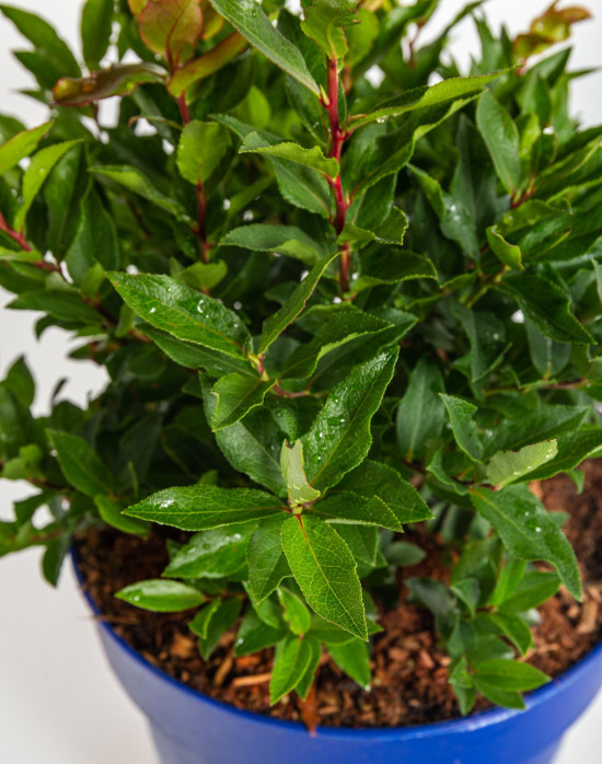 Kanadská borůvka, Vaccinium corymbosum Luckyberry, velikost kontejneru 4.6 l-12383