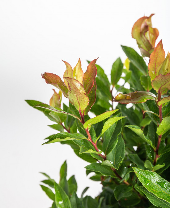 Kanadská borůvka, Vaccinium corymbosum Luckyberry, velikost kontejneru 4.6 l-12384