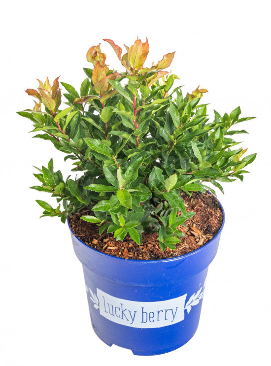 Kanadská borůvka, Vaccinium corymbosum Luckyberry, velikost kontejneru 4.6 l-12385