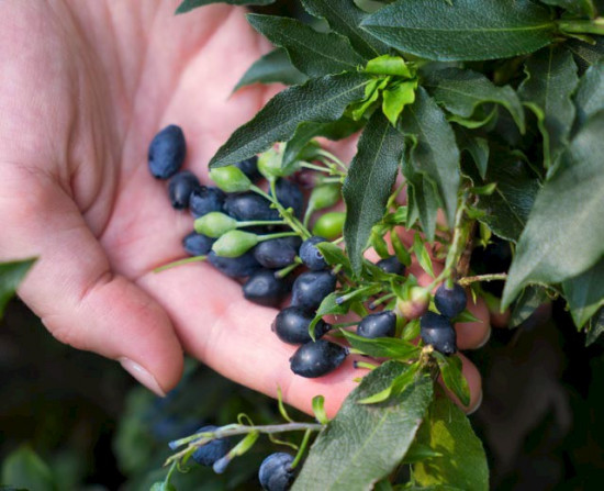 Kanadská borůvka, Vaccinium corymbosum Luckyberry, velikost kontejneru 4.6 l-12386