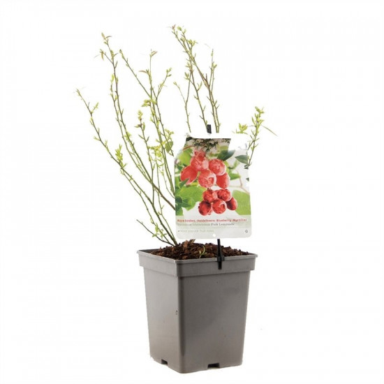Kanadská borůvka, Vaccinium corymbosum Pink Lemonade, velikost kontejneru 5 l-8967