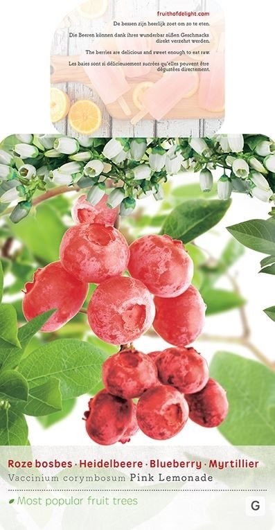 Kanadská borůvka, Vaccinium corymbosum Pink Lemonade, velikost kontejneru 5 l-8968