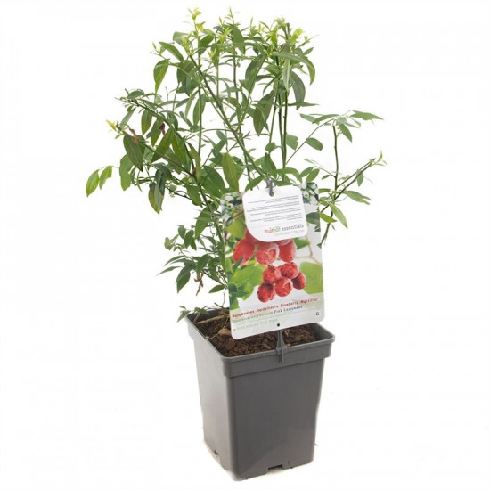 Kanadská borůvka, Vaccinium corymbosum Pink Lemonade, velikost kontejneru 5 l