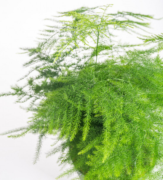 Kapradina chřestová, Asparagus setaceus, vysoká do 30 cm-9037