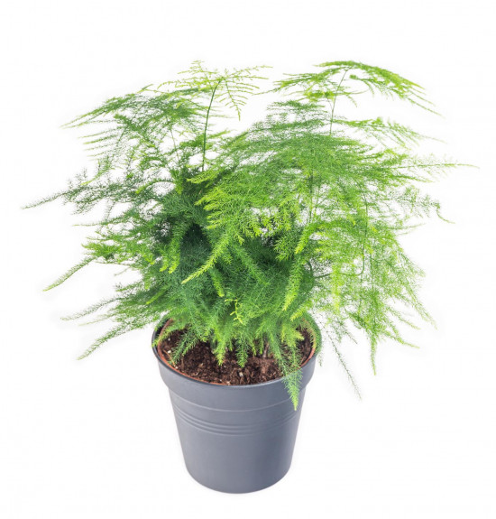 Kapradina chřestová, Asparagus setaceus, vysoká do 30 cm-9039