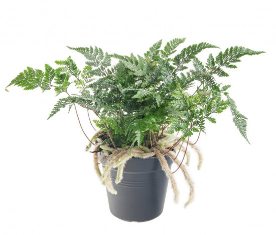 Kapradina pokojová, Humata tyermannii, průměr květináče 12 cm